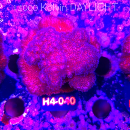 Pocillopora verrucosa PINK (01.06.2026) H4-040  7cm