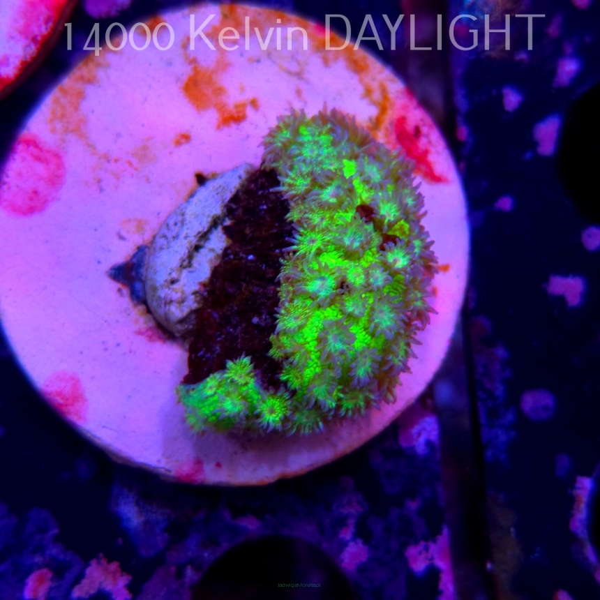  Goniopora JMC RAINBOW GLITTER (06.05.2025)  3cm