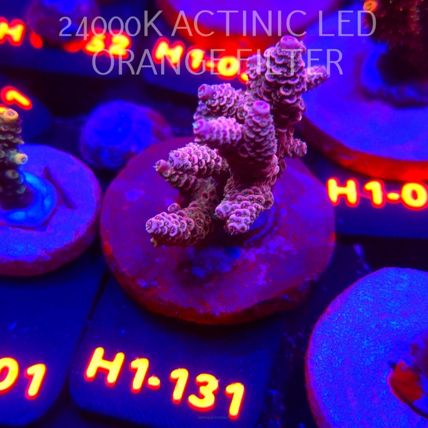 Acropora spathulata RAINBOW (02.02.2026) H1-131  6cm