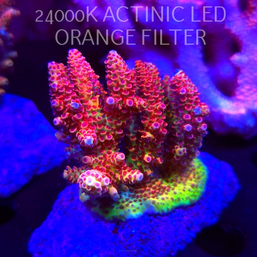 Acropora HYACINTHUS CORALSEA (07.02.2026)  8cm