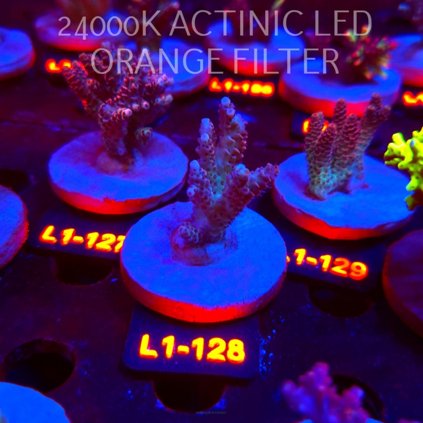 Acropora RED PLANET ULTRA AUSTRALIA (02.08.2026) L1-128  5cm