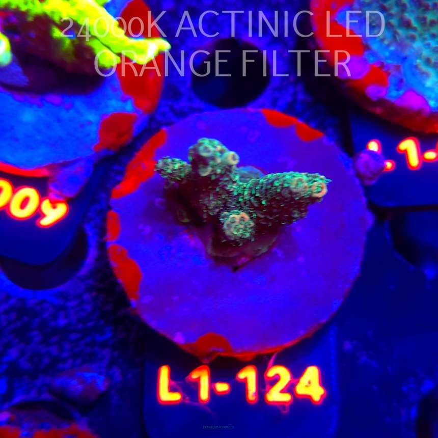 Acropora millepora SUNSET (11.10.2025) L1-124  4cm
