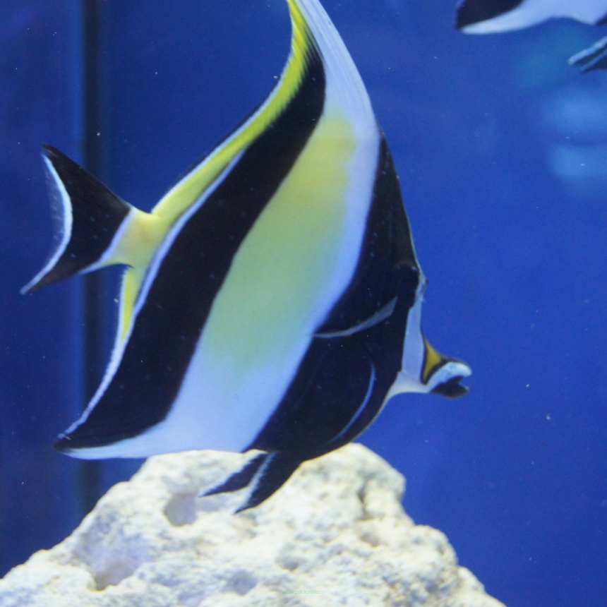 Zanclus cornutus (Moorish Idol) rozmiar 8-9 cm