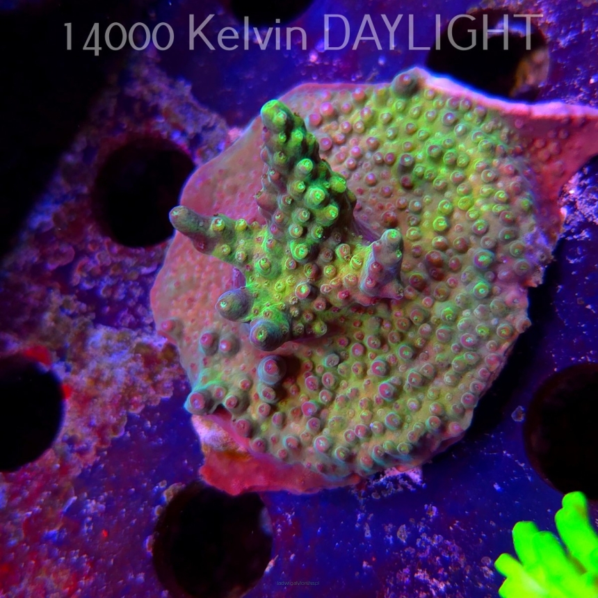 Acropora sp. AUSTRALIA (09.05.2025) MM1-I-20  5cm