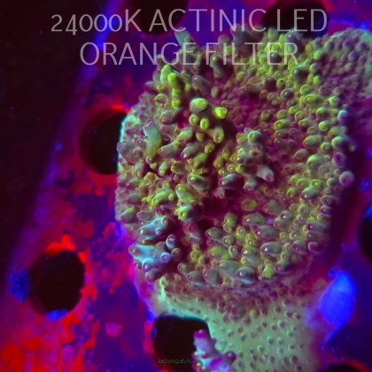 Acropora granulosa ULTRA (06.11.2025) MM1-I-20  5cm