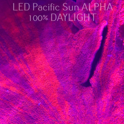 K.O. MONTIPORA GRAFTED RED-PURPLE  3-4cm