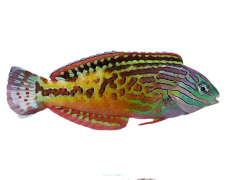 Macropharyngodon biparatitus 11cm SAMIEC