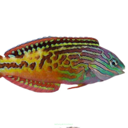 Macropharyngodon biparatitus 11cm SAMIEC