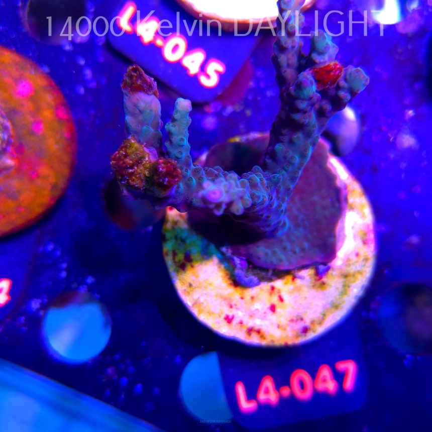 Acropora sp. AUSTRALIA (19.05.2026) L4-047  8cm