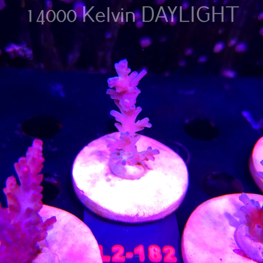 Acropora ECHINATA ICE FIRE CORAL SEA (14.08.2026) L2-182  5cm