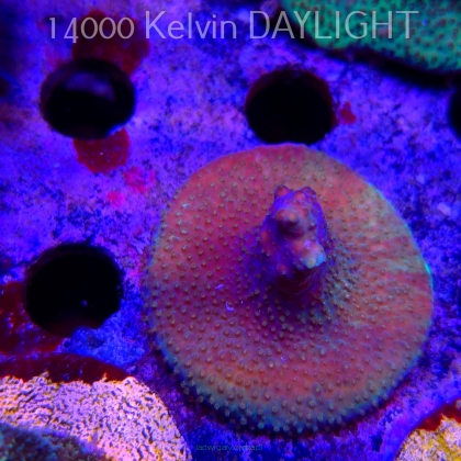 Acropora sp. AUSTRALIA  (21.06.2025) L4-II-4  5cm