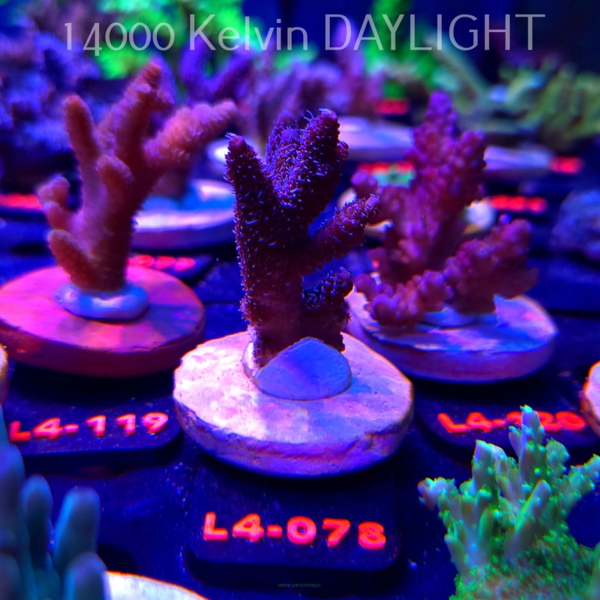 Acropora sp. PREMIUM AUSTRALIA (19.05.2026) L4-078  7cm