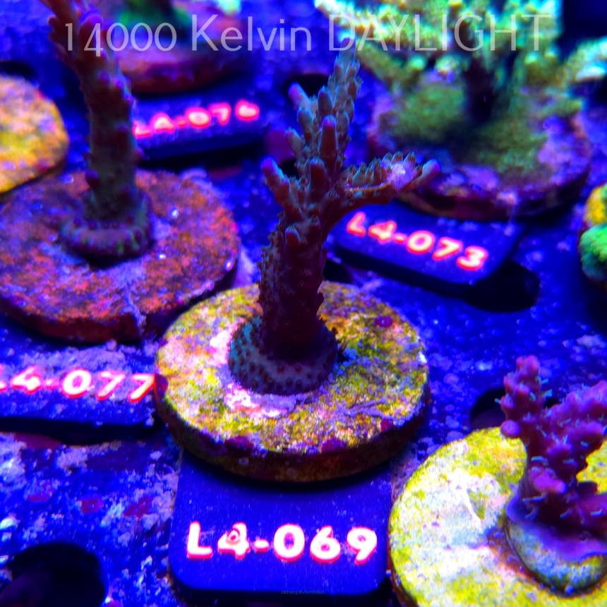 Acropora sp. AUSTRALIA  (07.01.2026) L4-069  7cm