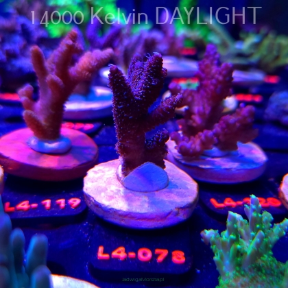 Acropora sp. PREMIUM AUSTRALIA (19.05.2026) L4-078  7cm