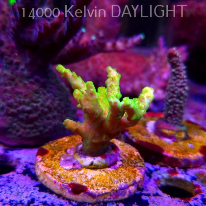 Acropora sp. AUSTRALIA (24.05.2025) L2-III-19  5cm