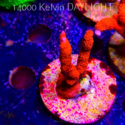 Montipora digitata RED (18.05.2025)  5cm