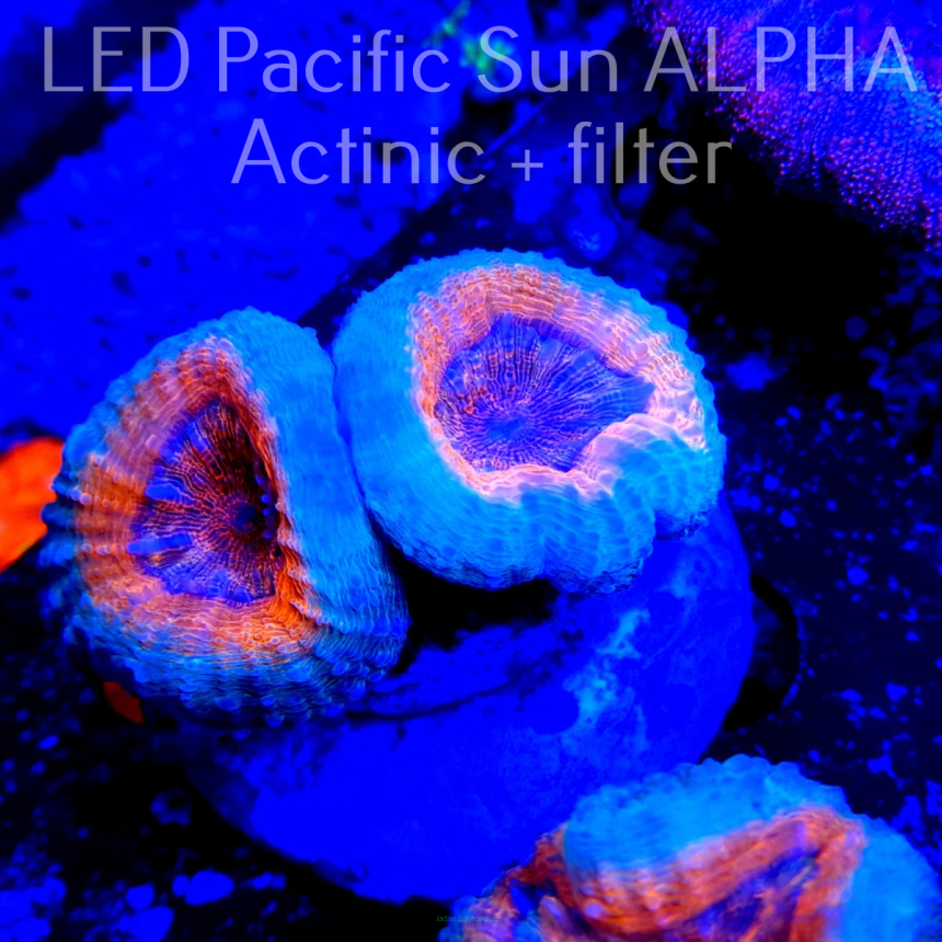 Lobophyllia corymbosa RAINBOW Australia (25.01.2023)