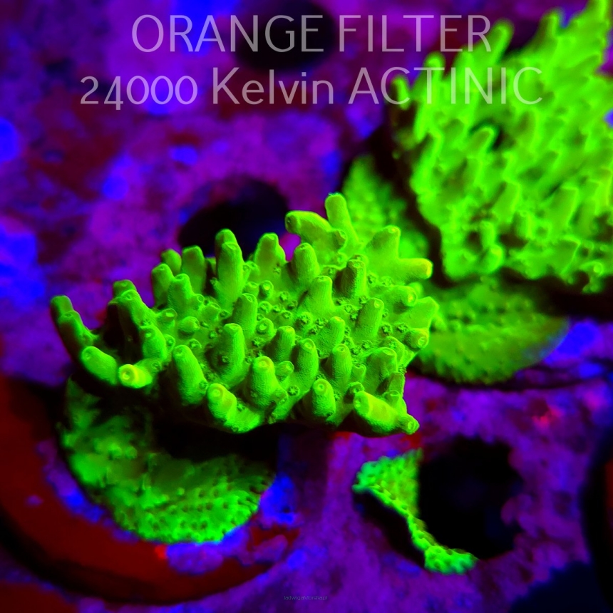 Acropora WWC Castells Banana (11.08.2025) MM6-III-1  6cm