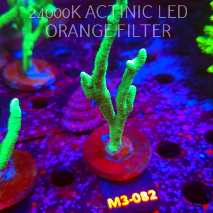 Montipora digitata POWER GREEN (12.04.2026) M3-082  10cm