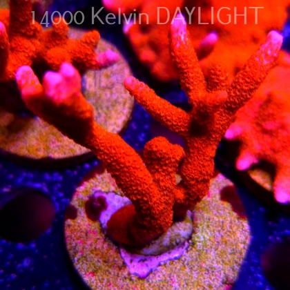 Montipora digitata RED (18.05.2025)  7cm