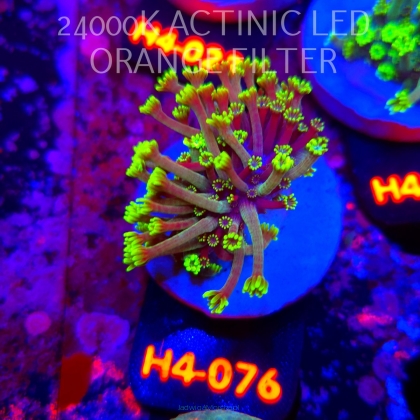 Alveopora spongiosa BRIGHT GREEN (02.06.2026) H4-076  3cm