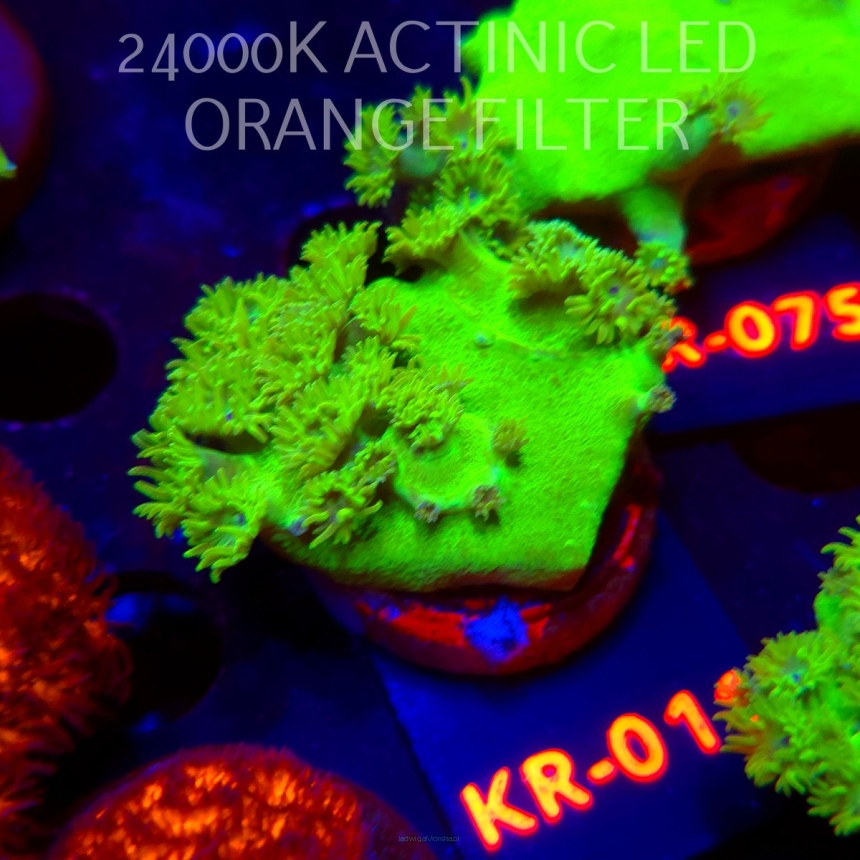 Turbinaria peltata TOXIC GREEN (07.12.2025) KR-011  4cm