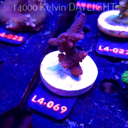 Acropora sp. PREMIUM AUSTRALIA (20.05.2026) L4-069  6cm