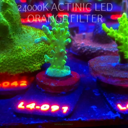 Acropora AUSTERA BANANA (06.01.2026) L4-091  4cm