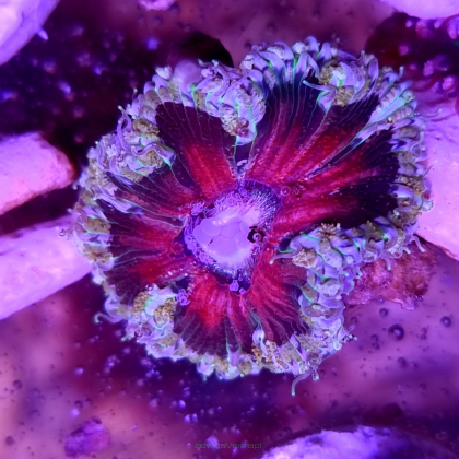 Phymanthus crucifer JMC Rock Flower Anemone (22.11.2022)