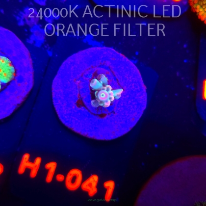 Acropora BIFARIA WD (04.02.2026) H1-041  2cm