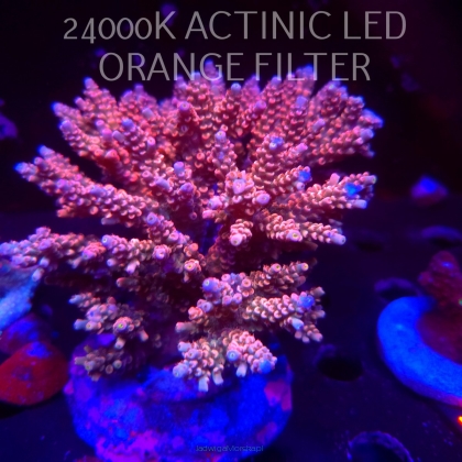 Acropora BIFARIA WD (20.02.2026) XXL 15cm