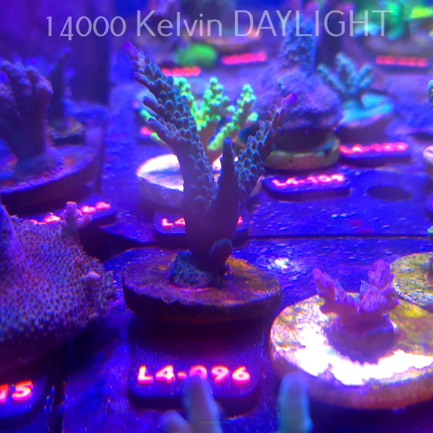 Acropora sp. AUSTRALIA (06.01.2026) L4-096  8cm