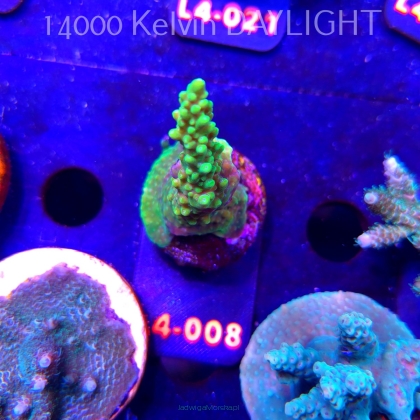 Acropora sp. PREMIUM AUSTRALIA (19.05.2026) L4-008  7cm