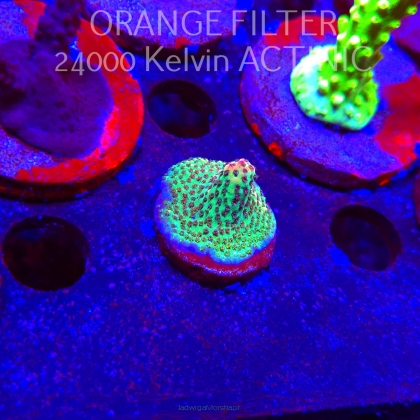 Acropora FOREST FIRE (21.06.2025) L4-II-29  3cm
