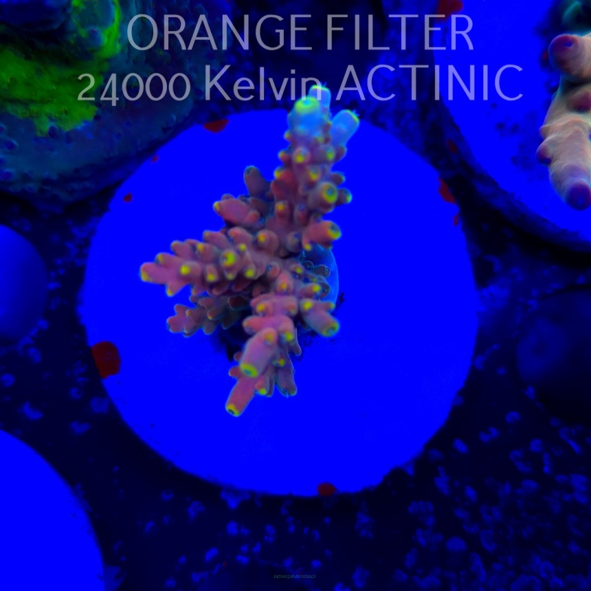Acropora Jason Fox's B33 BOMBER Acro (24.05.2025) L2-I-22  4cm