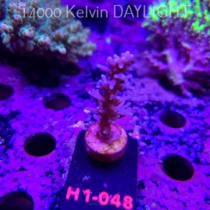 Acropora carduus (19.09.2026) H1-048  6cm