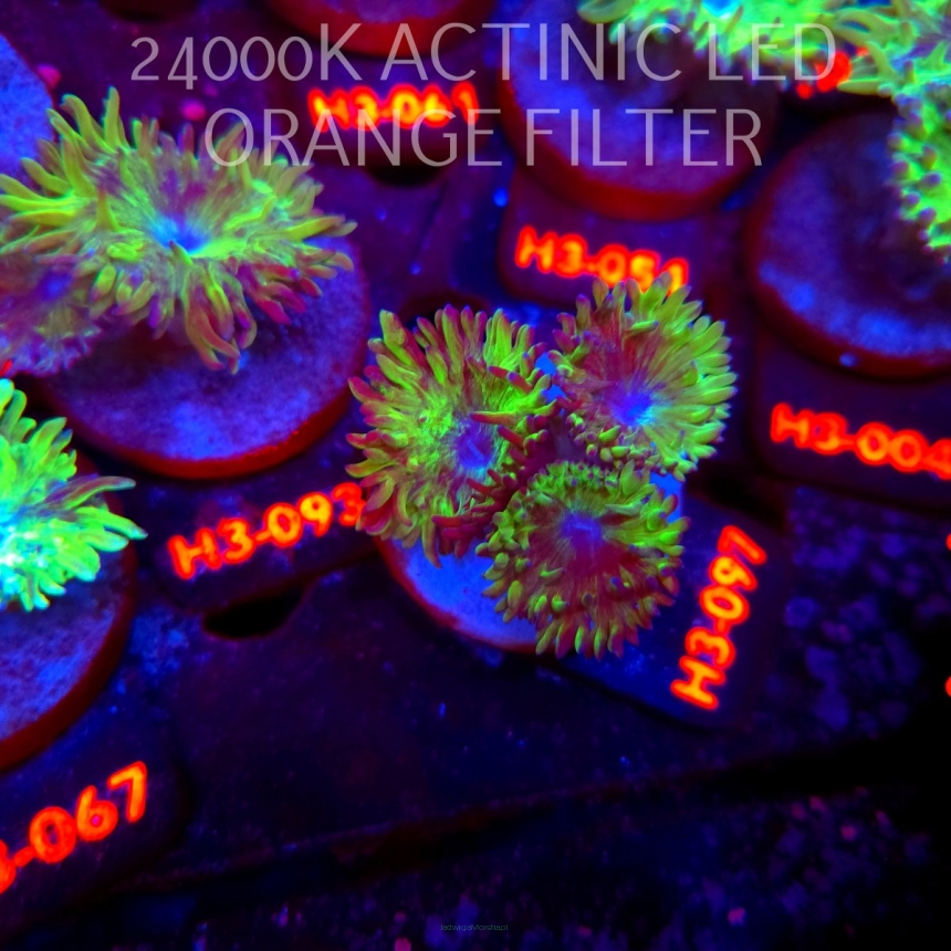 Duncanopsammia axifuga (04.07.2026) H3-097  3P