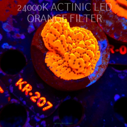 Montipora danae ULTRA (21.06.2026) KR-207  4cm