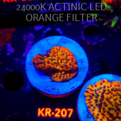 Montipora danae ULTRA (04.05.2026) KR-207  4cm
