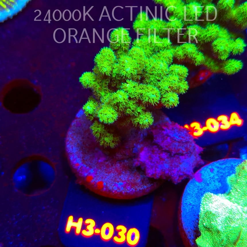 Pocillopora damicornis NEON GREEN (01.06.2026) H3-030  4cm