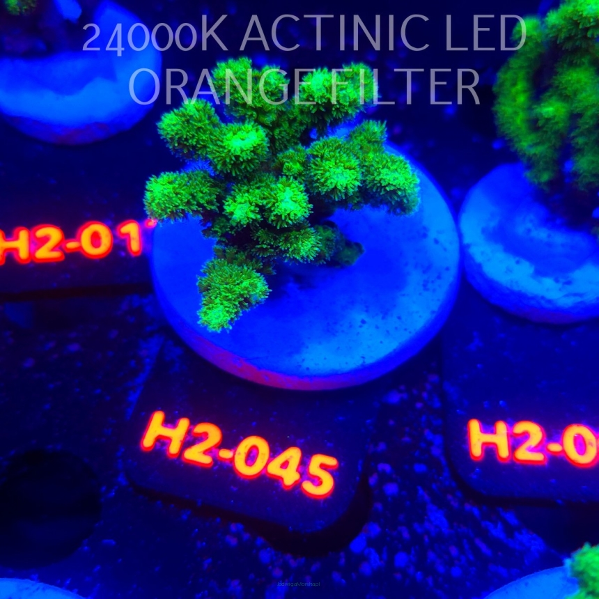 Pocillopora damicornis NEON GREEN (01.12.2025) H2-045  5cm