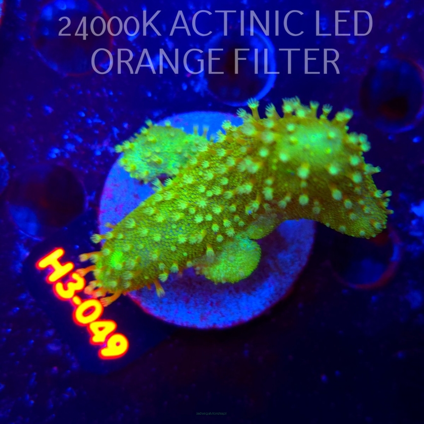 Lobophytum EMERALD WAVE (01.06.2026) H3-049  7cm