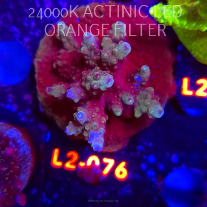 Acropora sp. AUSTRALIA (18.03.2026) L2-076  5cm