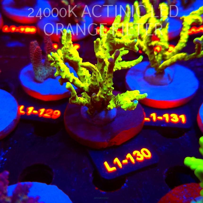Anacropora WWC SLIMEBALL (02.08.2026) L1-130  7cm
