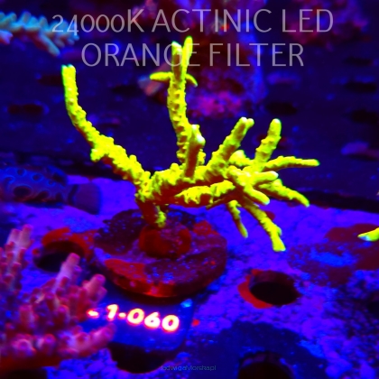 Anacropora WWC SLIMEBALL (16.03.2026) L1-060  8cm