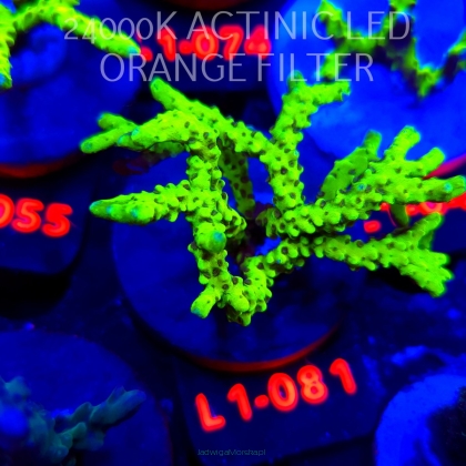 Anacropora WWC SLIMEBALL (11.10.2025) L1-081  7cm