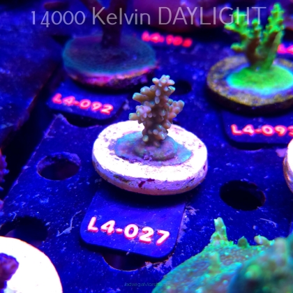 Acropora sp. PREMIUM AUSTRALIA (20.05.2026) L4-027  4cm