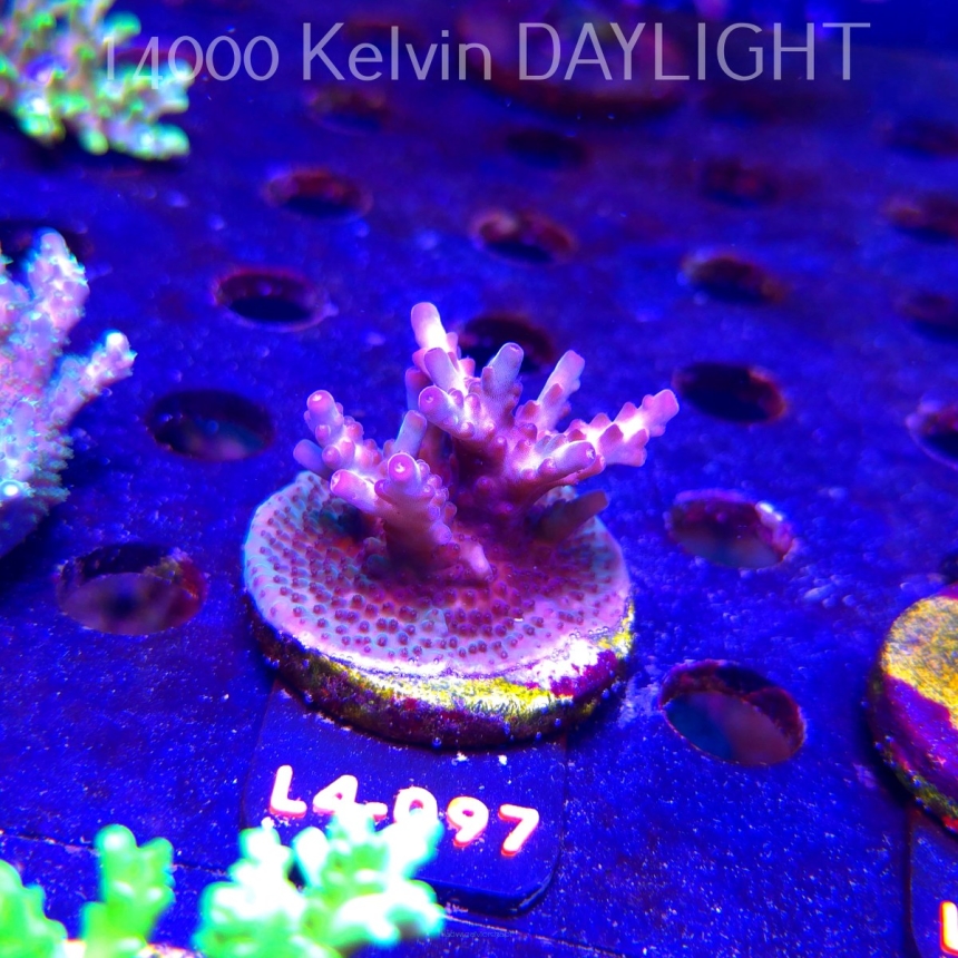 Acropora JMC PINK DREAM (20.05.2026) L4-097  5cm