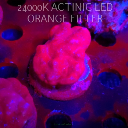 Blue Ridge Coral - Heliopora coerulea - Blue Fire Coral (01.06.2026)  6cm