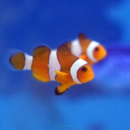 Amphiprion ocellaris "classic" 3cm AQUACULTURE